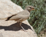پرنده نگری در ایران - چکاوک بیابانی