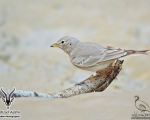 پرنده نگری در ایران - چکاوک بیابانی (چکاوک سنگلاخ)