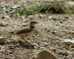 پرنده نگری در ایران - چکاوک گندم زار