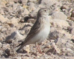 پرنده نگری در ایران - پنجه کوتاه کوچک