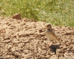 پرنده نگری در ایران - چکاوک پنجه کوتاه کوچک