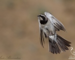 پرنده نگری در ایران - Horned Lark