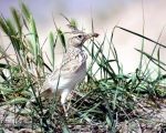 پرنده نگری در ایران - چکاوک کاکلی