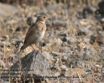 پرنده نگری در ایران - Eurasian Skylark