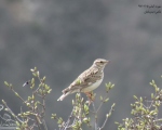 پرنده نگری در ایران - چکاوک درختی