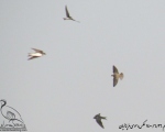پرنده نگری در ایران - چلچله رودخانه ای