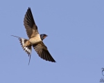 پرنده نگري - پرستو - Barn Swallow - Hirundo rustica