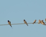 پرنده نگری در ایران - Barn swallow Levant