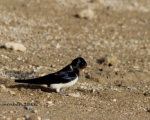 پرنده نگری در ایران - پرستو معمولی