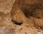 پرنده نگری در ایران - Crag Martin