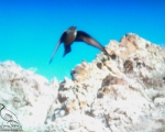 پرنده نگری در ایران - چلچله صخره ای