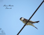پرنده نگري - چلچله دمگاه سفید - Northern House Martin - Delichon urbicum