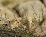 پرنده نگری در ایران - پپت صحرایی