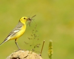 پرنده نگري - دم جنبانک کله زرد - Citrine Wagtail - Motacilla citreola