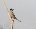 پرنده نگری در ایران - Hypocolius