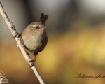 پرنده نگری در ایران - الیکایی