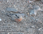 پرنده نگری در ایران - Alpine Accentor