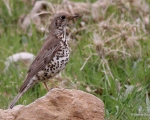 پرنده نگری در ایران - توکای بزرگ