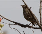پرنده نگری در ایران - توکا باغی