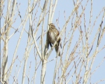 پرنده نگری در ایران - توکای بال سرخ
