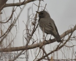 پرنده نگری در ایران - Black-throated Thrush