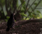 پرنده نگری در ایران - توکا سیاه