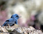 پرنده نگری در ایران - طرقه کبود ( آبی )