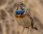پرنده نگري - گلوآبی - Bluethroat - Luscinia svecica