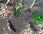 پرنده نگری در ایران - گلو آبی