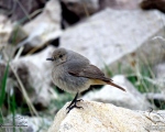 پرنده نگری در ایران - دم سرخ سیاه