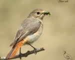 پرنده نگري - دم سرخ معمولی - Common Redstart - Phoenicurus phoenicurus