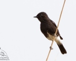پرنده نگري - چک ابلق - Pied Bushchat - Saxicola caprata