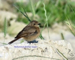پرنده نگری در ایران - Pied Bushchat