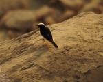 پرنده نگری در ایران - چکچک ابلق سفید