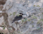 پرنده نگری در ایران - چکچک سیاه شکم سفید