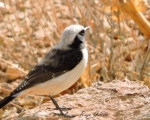 پرنده نگری در ایران - چکچک
