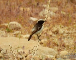 پرنده نگری در ایران - چکچک ابلق جنوبی
