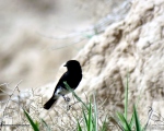 پرنده نگری در ایران - چکچک ابلق خاوری