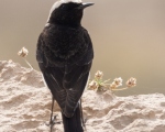 پرنده نگری در ایران - چکچک ابلق معمولی