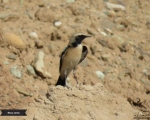 پرنده نگری در ایران - چکچک بیابانی