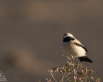 پرنده نگری در ایران - چکچک بیابانی (Desert  Wheatear)
