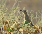 پرنده نگری در ایران - چکچک دشتی