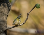 پرنده نگری در ایران - تاج طلایی