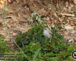 پرنده نگري - سسک دم دراز - Graceful Prinia - Prinia gracilis