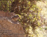 پرنده نگری در ایران - Scrub Warbler
