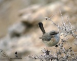 پرنده نگری در ایران - Streaked Scrub Warbler