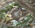 پرنده نگری در ایران - Common Whitethroat
