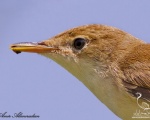 پرنده نگري - سسک نیزار معمولی - Eurasian Reed-warbler - Acrocephalus scirpaceus