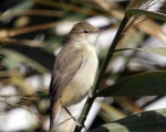 پرنده نگري - سسک نیزار معمولی - Eurasian Reed-warbler - Acrocephalus scirpaceus