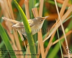 پرنده نگری در ایران - Marsh Warbler
